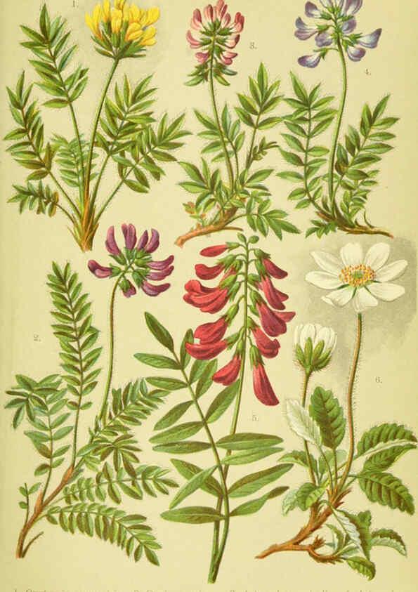 Reproducción/Reproduction 6022056384: Alpen-Flora für Touristen und Pflanzenfreunde Stuttgart :Verlag für Naturkunde Sprösser & Nägele,1904