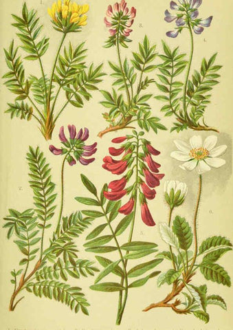 Reproducción/Reproduction 6022056384: Alpen-Flora für Touristen und Pflanzenfreunde Stuttgart :Verlag für Naturkunde Sprösser & Nägele,1904