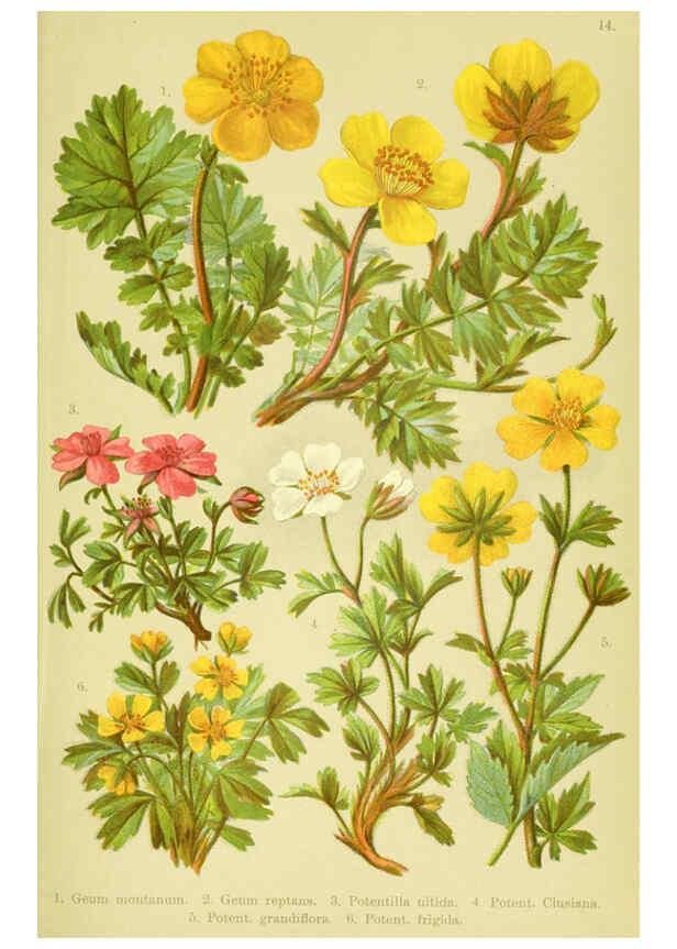 Reproducción/Reproduction 6022056634: Alpen-Flora für Touristen und Pflanzenfreunde Stuttgart :Verlag für Naturkunde Sprösser & Nägele,1904