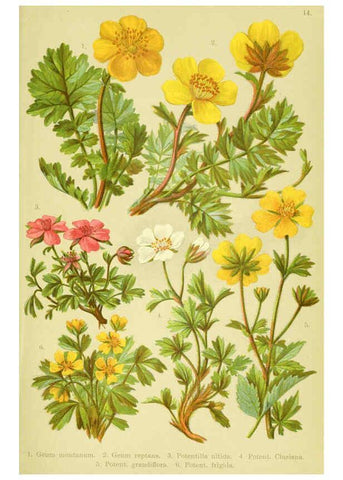 Reproducción/Reproduction 6022056634: Alpen-Flora für Touristen und Pflanzenfreunde Stuttgart :Verlag für Naturkunde Sprösser & Nägele,1904
