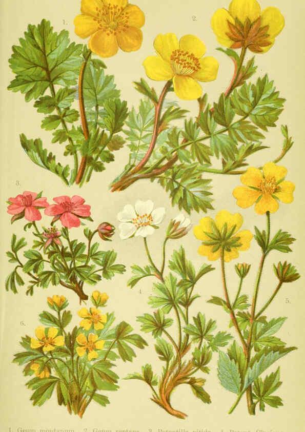 Reproducción/Reproduction 6022056634: Alpen-Flora für Touristen und Pflanzenfreunde Stuttgart :Verlag für Naturkunde Sprösser & Nägele,1904