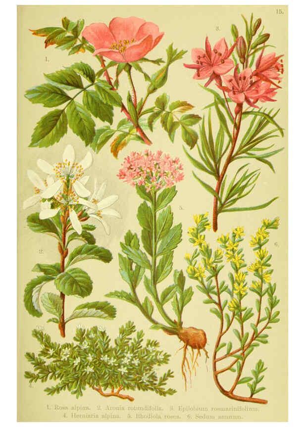 Reproducción/Reproduction 6022056972: Alpen-Flora für Touristen und Pflanzenfreunde Stuttgart :Verlag für Naturkunde Sprösser & Nägele,1904
