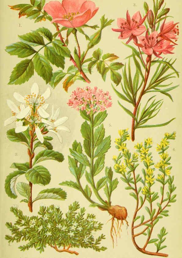 Reproducción/Reproduction 6022056972: Alpen-Flora für Touristen und Pflanzenfreunde Stuttgart :Verlag für Naturkunde Sprösser & Nägele,1904