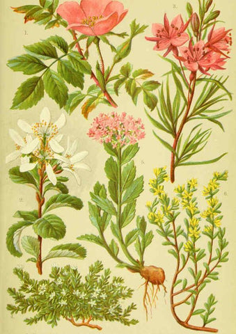 Reproducción/Reproduction 6022056972: Alpen-Flora für Touristen und Pflanzenfreunde Stuttgart :Verlag für Naturkunde Sprösser & Nägele,1904