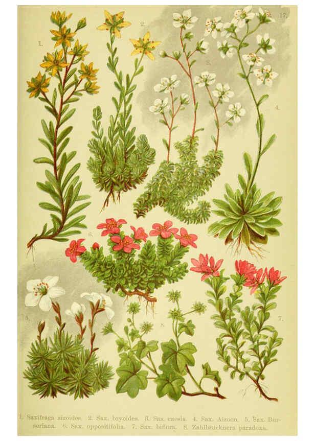Reproducción/Reproduction 6022057772: Alpen-Flora für Touristen und Pflanzenfreunde Stuttgart :Verlag für Naturkunde Sprösser & Nägele,1904