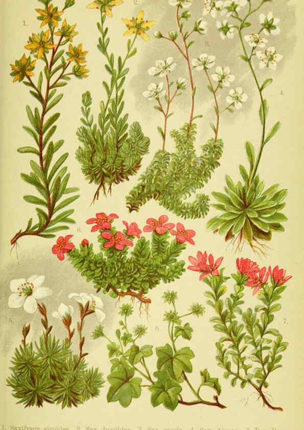Reproducción/Reproduction 6022057772: Alpen-Flora für Touristen und Pflanzenfreunde Stuttgart :Verlag für Naturkunde Sprösser & Nägele,1904