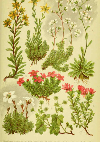 Reproducción/Reproduction 6022057772: Alpen-Flora für Touristen und Pflanzenfreunde Stuttgart :Verlag für Naturkunde Sprösser & Nägele,1904