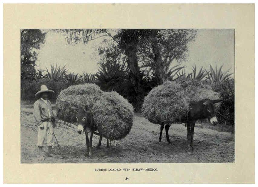 Reproducción/Reproduction 6025808584: The Burro book Pueblo, Colo. :S.M. McCandless,c1900