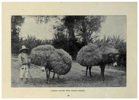 Reproducción/Reproduction 6025808584: The Burro book Pueblo, Colo. :S.M. McCandless,c1900