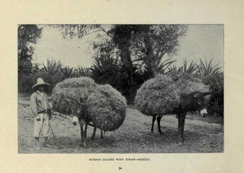Reproducción/Reproduction 6025808584: The Burro book Pueblo, Colo. :S.M. McCandless,c1900