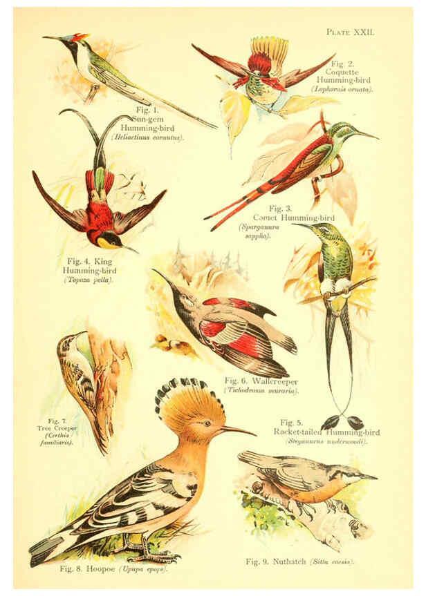 Reproducción/Reproduction 6021712491: A book of birds London,Sidney Appleton,1908