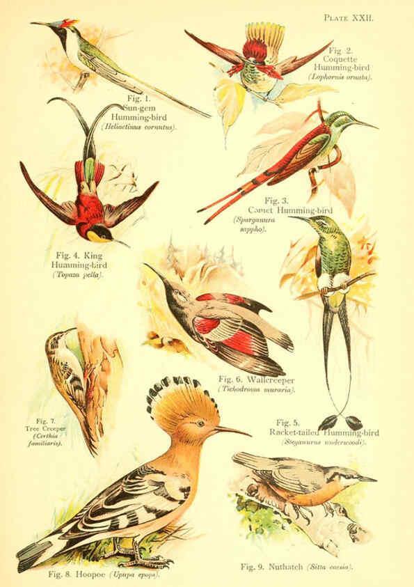 Reproducción/Reproduction 6021712491: A book of birds London,Sidney Appleton,1908