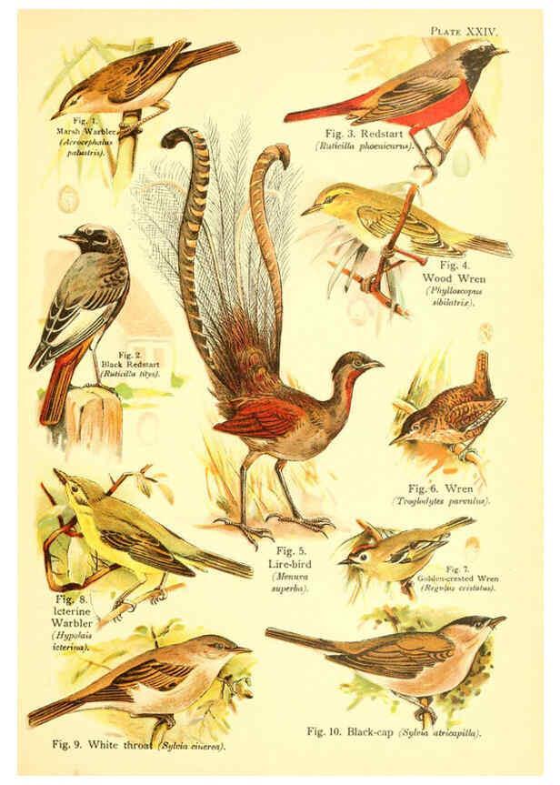 Reproducción/Reproduction 6021713055: A book of birds London,Sidney Appleton,1908
