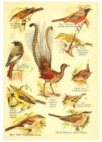Reproducción/Reproduction 6021713055: A book of birds London,Sidney Appleton,1908