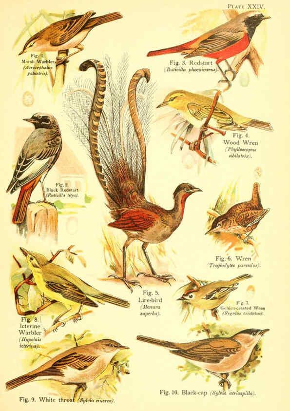 Reproducción/Reproduction 6021713055: A book of birds London,Sidney Appleton,1908