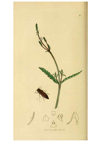 Reproducción/Reproduction 6022439642: British entomology. v.2 London,Printed for the author,1823-40