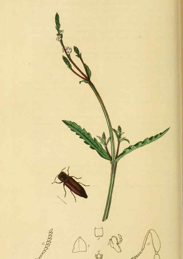 Reproducción/Reproduction 6022439642: British entomology. v.2 London,Printed for the author,1823-40