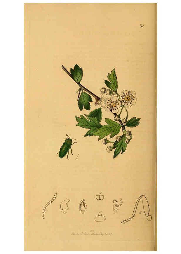 Reproducción/Reproduction 6021883507: British entomology. v.2 London,Printed for the author,1823-40