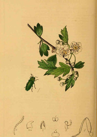 Reproducción/Reproduction 6021883507: British entomology. v.2 London,Printed for the author,1823-40