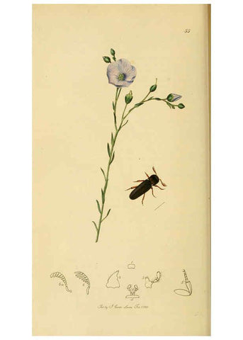 Reproducción/Reproduction 6022440522: British entomology. v.2 London,Printed for the author,1823-40