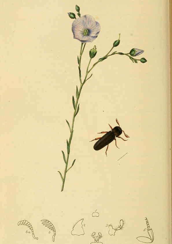 Reproducción/Reproduction 6022440522: British entomology. v.2 London,Printed for the author,1823-40