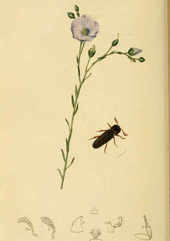 Reproducción/Reproduction 6022440522: British entomology. v.2 London,Printed for the author,1823-40
