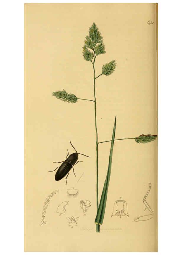 Reproducción/Reproduction 6021884505: British entomology. v.2 London,Printed for the author,1823-40