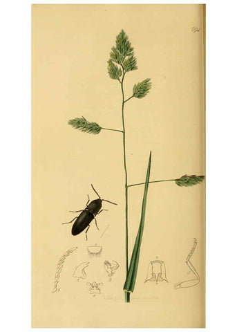 Reproducción/Reproduction 6021884505: British entomology. v.2 London,Printed for the author,1823-40