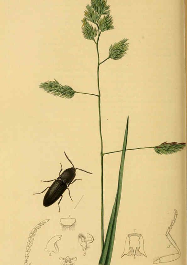 Reproducción/Reproduction 6021884505: British entomology. v.2 London,Printed for the author,1823-40