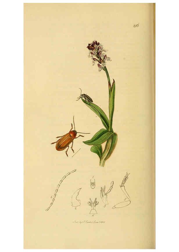 Reproducción/Reproduction 6022441662: British entomology. v.2 London,Printed for the author,1823-40