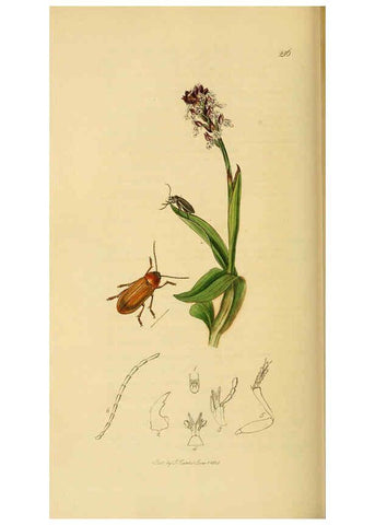 Reproducción/Reproduction 6022441662: British entomology. v.2 London,Printed for the author,1823-40