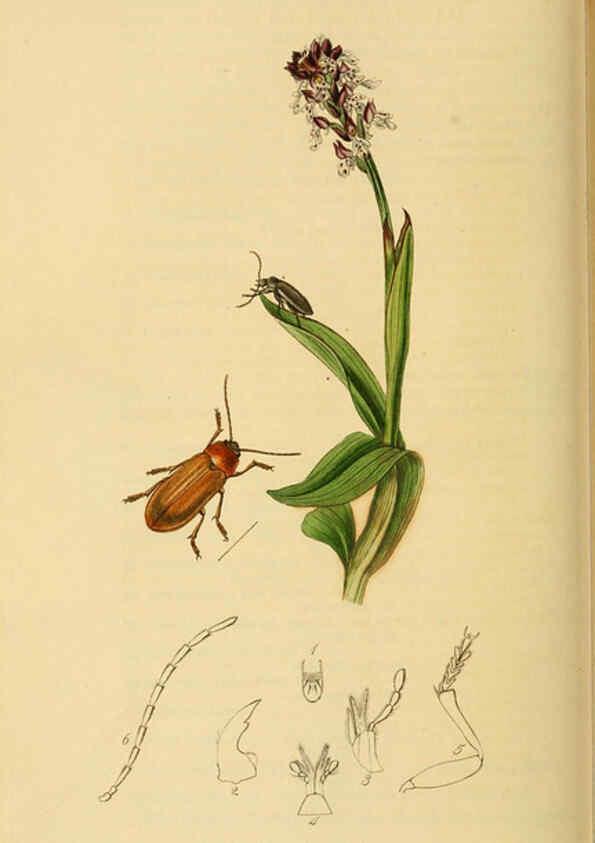 Reproducción/Reproduction 6022441662: British entomology. v.2 London,Printed for the author,1823-40