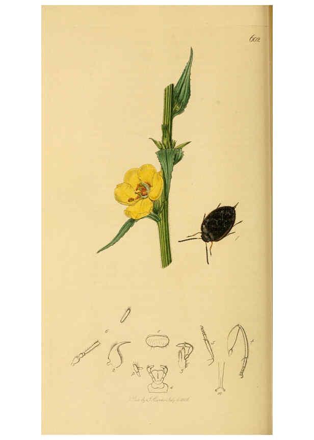 Reproducción/Reproduction 6021885377: British entomology. v.2 London,Printed for the author,1823-40