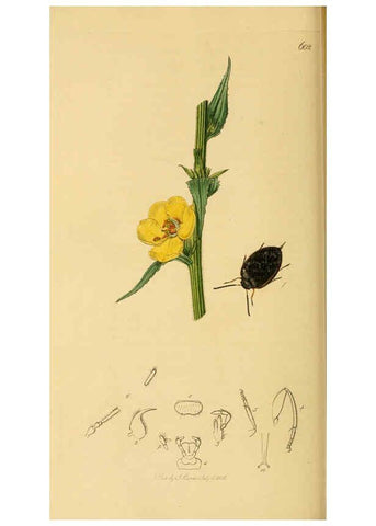 Reproducción/Reproduction 6021885377: British entomology. v.2 London,Printed for the author,1823-40