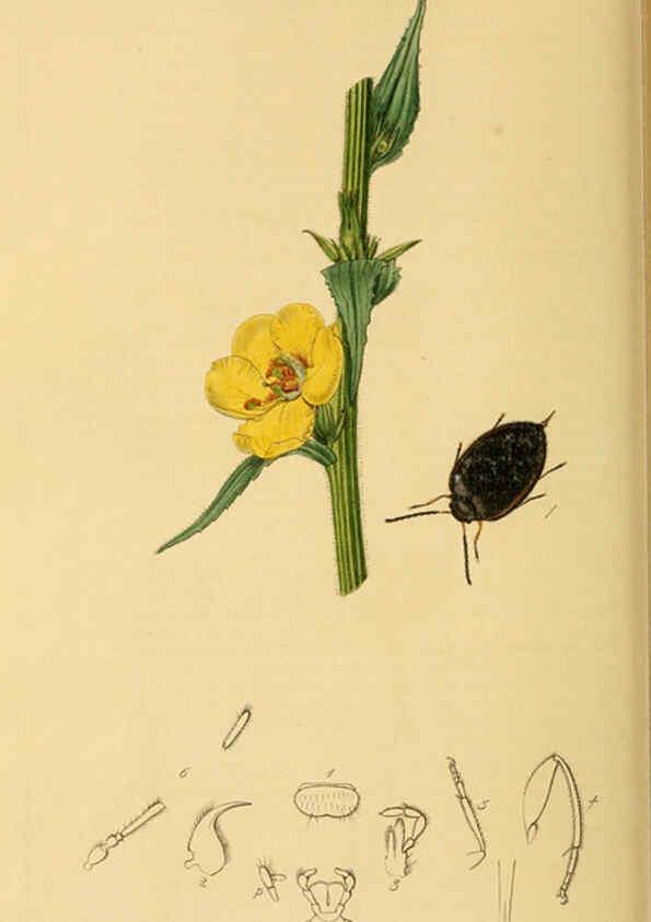 Reproducción/Reproduction 6021885377: British entomology. v.2 London,Printed for the author,1823-40