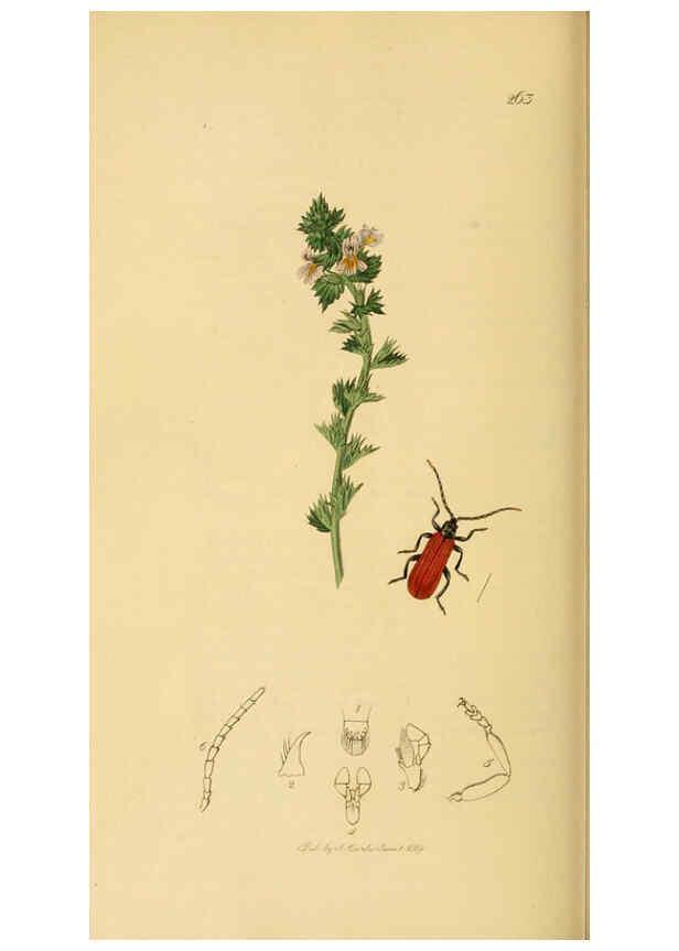 Reproducción/Reproduction 6022442362: British entomology. v.2 London,Printed for the author,1823-40