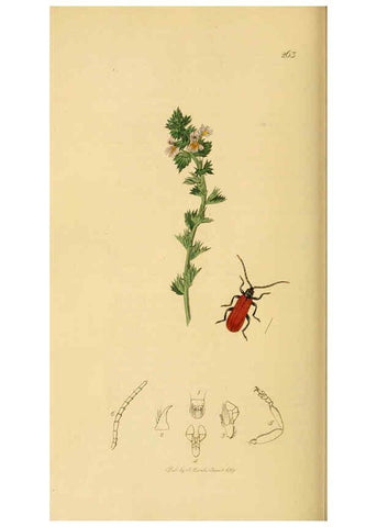 Reproducción/Reproduction 6022442362: British entomology. v.2 London,Printed for the author,1823-40