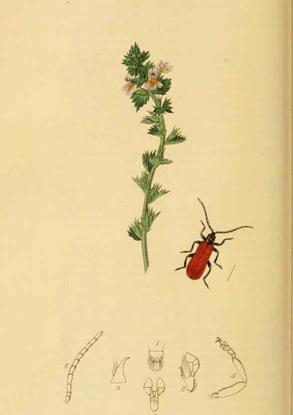 Reproducción/Reproduction 6022442362: British entomology. v.2 London,Printed for the author,1823-40