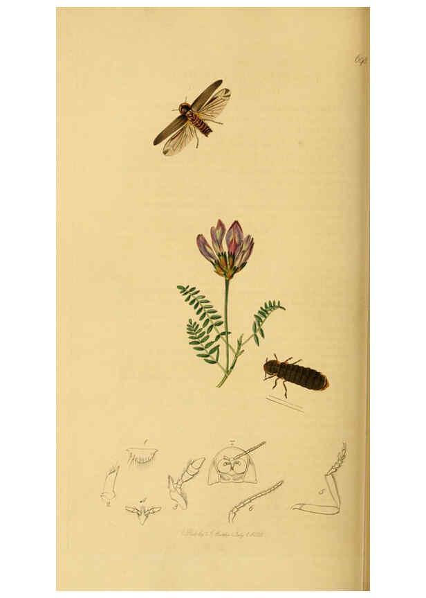 Reproducción/Reproduction 6021886179: British entomology. v.2 London,Printed for the author,1823-40