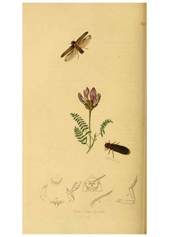 Reproducción/Reproduction 6021886179: British entomology. v.2 London,Printed for the author,1823-40