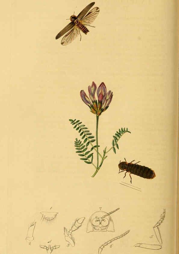Reproducción/Reproduction 6021886179: British entomology. v.2 London,Printed for the author,1823-40