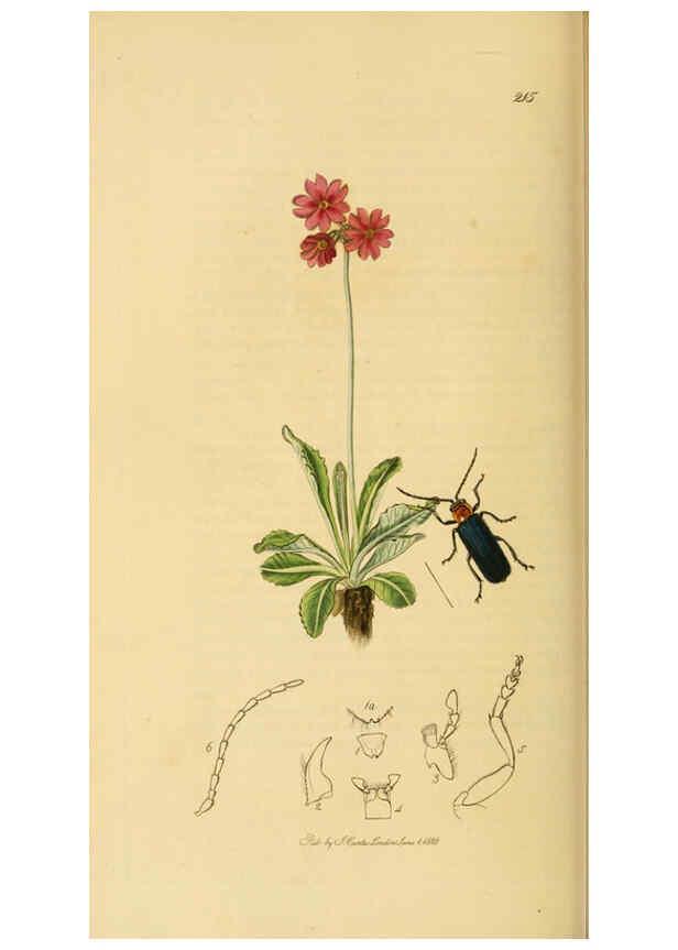 Reproducción/Reproduction 6022443154: British entomology. v.2 London,Printed for the author,1823-40