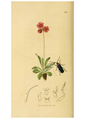Reproducción/Reproduction 6022443154: British entomology. v.2 London,Printed for the author,1823-40