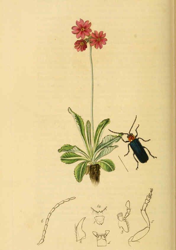 Reproducción/Reproduction 6022443154: British entomology. v.2 London,Printed for the author,1823-40