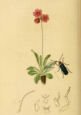 Reproducción/Reproduction 6022443154: British entomology. v.2 London,Printed for the author,1823-40