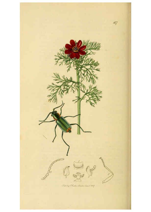 Reproducción/Reproduction 6021886867: British entomology. v.2 London,Printed for the author,1823-40