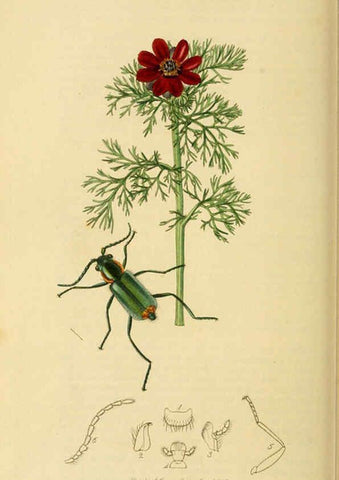 Reproducción/Reproduction 6021886867: British entomology. v.2 London,Printed for the author,1823-40