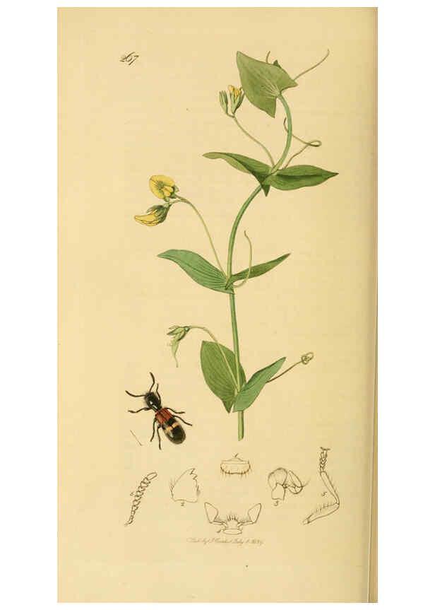 Reproducción/Reproduction 6021887443: British entomology. v.2 London,Printed for the author,1823-40
