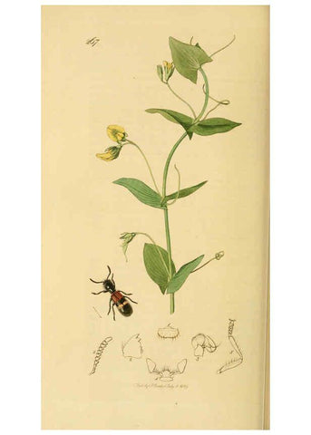 Reproducción/Reproduction 6021887443: British entomology. v.2 London,Printed for the author,1823-40