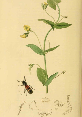 Reproducción/Reproduction 6021887443: British entomology. v.2 London,Printed for the author,1823-40